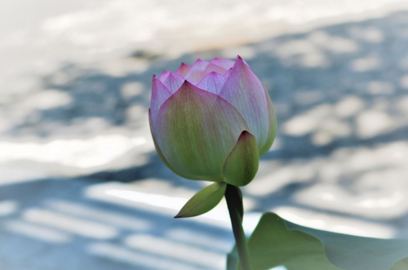 莲花的特写. 池塘里夏日美丽的莲花绽放. 佛教的圣花. 库存照片 - 图片 包括有 粉红色, 凝思: 195148786